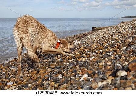 Stock Photo - Wet mixed breed Golden Retriever-Poodle cross on pebble beach, Herne Bay, Kent. Fotosearch
