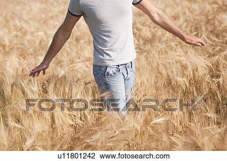 Man walking in wheat fields View Large Photo Image Stock Image - Man walking in wheat fields. Fotosearch