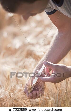 Stock Photo - Man with syringe injecting wheat. Fotosearch