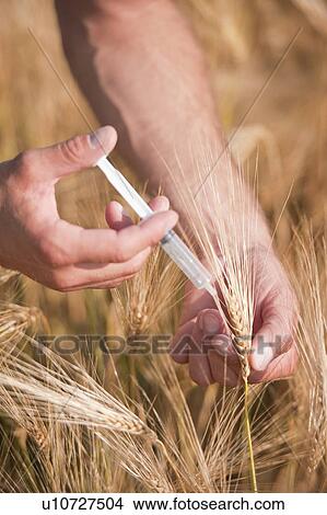 Man's hands with syringe injecting wheat View Large Photo Image Picture - Man's hands with syringe injecting wheat. Fotosearch