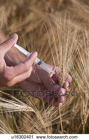 Man's hands with syringe injecting wheat View Large Photo Image Stock Image - Man's hands with syringe injecting wheat. Fotosearch