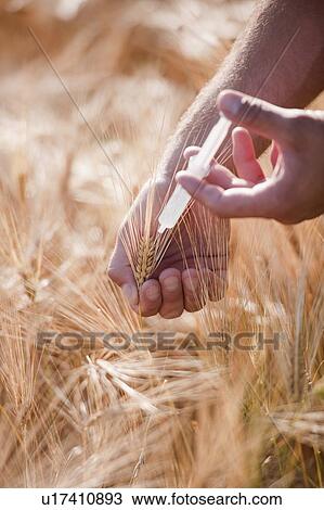 Stock Image - Man's hands with syringe injecting wheat. Fotosearch