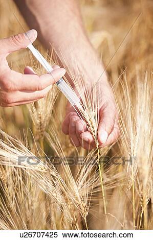 Stock Photography - Man's hands with syringe injecting wheat. Fotosearch