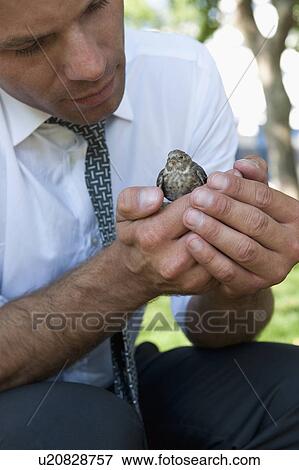 Nature loving businessman holding bird View Large Photo Image Stock Photo - Nature loving businessman holding bird. Fotosearch