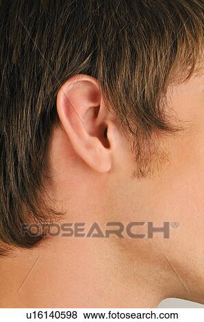 Young male adult's ear close up View Large Photo Image Stock Photo - Young male adult's ear close up. Fotosearch