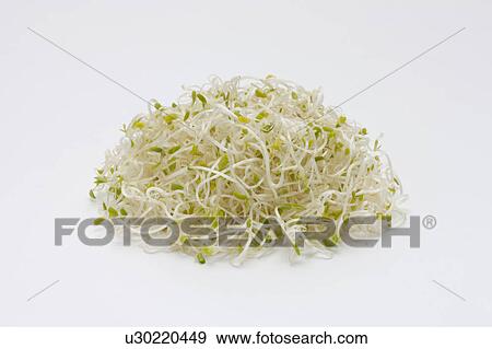 Alfalfa sprouts View Large Photo Image Stock Photo - Alfalfa sprouts. Fotosearch