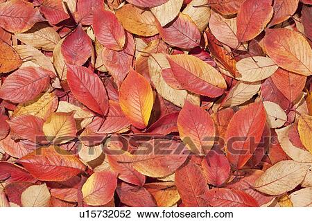 Autumn leaves View Large Photo Image Stock Image - Autumn leaves. Fotosearch