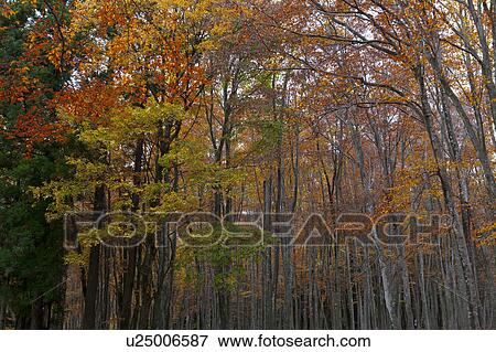 Autumnal Beech Trees View Large Photo Image Stock Photo - Autumnal Beech Trees. Fotosearch