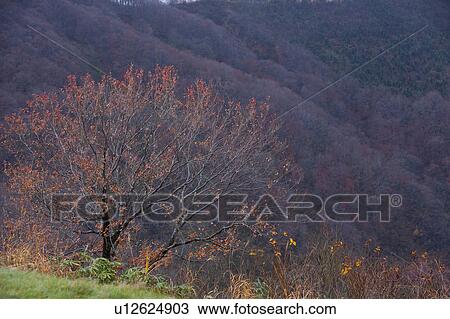 Autumnal Tree in Mountain View Large Photo Image Stock Image - Autumnal Tree in Mountain. Fotosearch