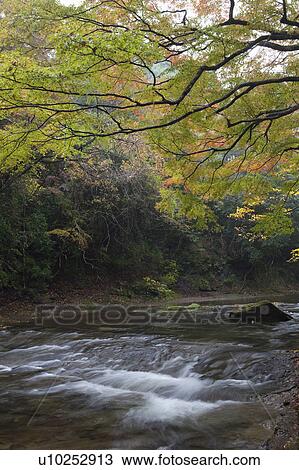 Stock Image - Autumnal Tree Over River. Fotosearch
