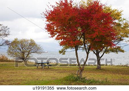 Stock Photography - Autumnal Trees by Lake Biwa. Fotosearch