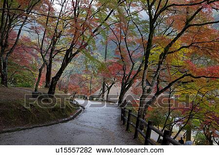 Stock Image - Autumnal Trees Lining Footpath. Fotosearch
