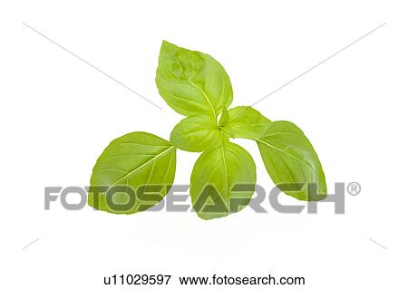 Basil leaves View Large Photo Image Stock Photo - Basil leaves. Fotosearch