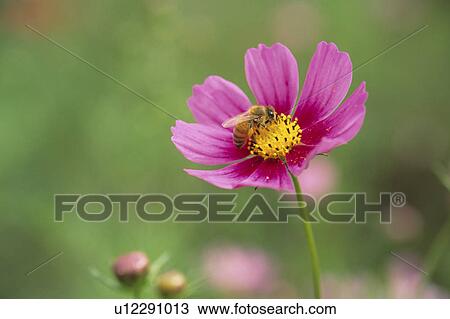 Bee on Cosmos flower View Large Photo Image Stock Image - Bee on Cosmos flower. Fotosearch