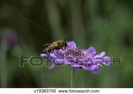 Stock Image - Bee on Flower. Fotosearch
