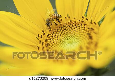 Stock Photo - Bee on flower. Fotosearch