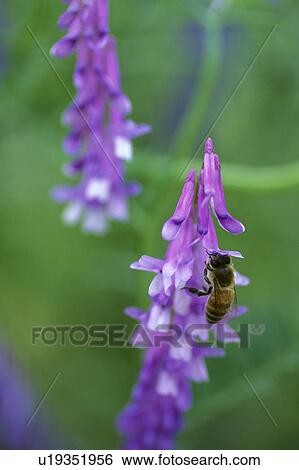 Bee on Flower View Large Photo Image Stock Photograph - Bee on Flower. Fotosearch
