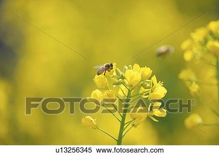 Bee on flower View Large Photo Image Stock Photography - Bee on flower. Fotosearch