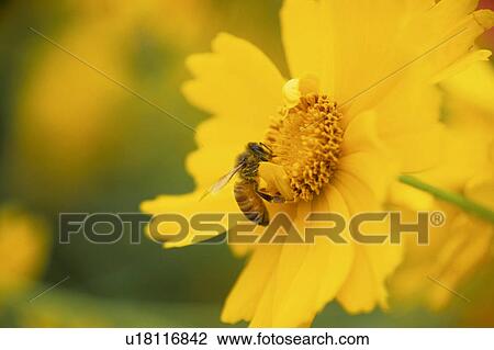Bee on Yellow Flower View Large Photo Image Stock Image - Bee on Yellow Flower. Fotosearch