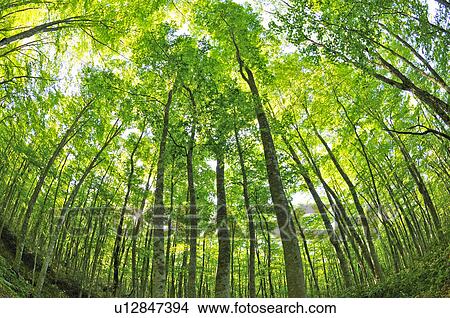 Picture - Beech Forest. Fotosearch