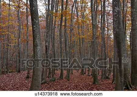 Beech Tree Forest in Autumn View Large Photo Image Stock Photo - Beech Tree Forest in Autumn. Fotosearch