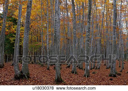 Beech Tree Forest in Autumn View Large Photo Image Stock Photo - Beech Tree Forest in Autumn. Fotosearch