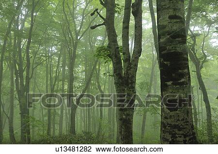 Beech Tree Forest in Fog View Large Photo Image Stock Image - Beech Tree Forest in Fog. Fotosearch