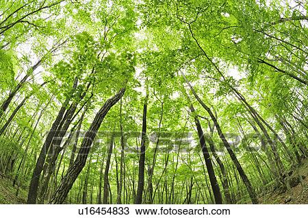 Beech Tree Forest View Large Photo Image Stock Image - Beech Tree Forest. Fotosearch