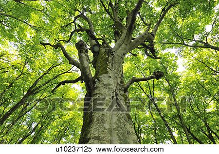 beech tree, forest View Large Photo Image Stock Photography - beech tree, forest. Fotosearch