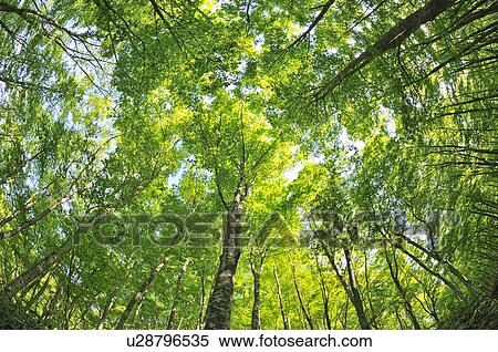 Beech Tree Forest View Large Photo Image Stock Photography - Beech Tree Forest. Fotosearch