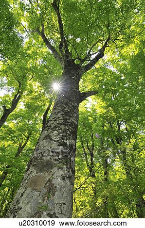 Beech Tree View Large Photo Image Stock Photo - Beech Tree. Fotosearch