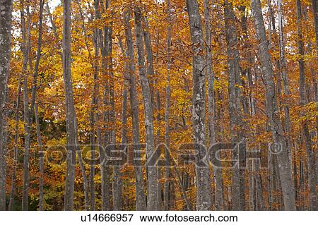 Beech Trees in Autumn View Large Photo Image Stock Photo - Beech Trees in Autumn. Fotosearch