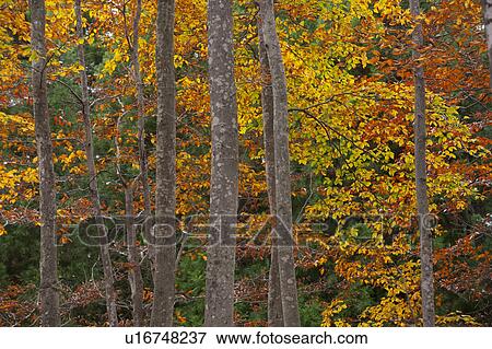 Beech Trees in Autumn View Large Photo Image Stock Photo - Beech Trees in Autumn. Fotosearch