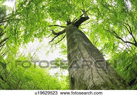 Beech Trees View Large Photo Image Stock Image - Beech Trees. Fotosearch