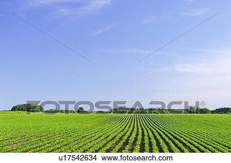 Picture - Blue Sky Over Field. Fotosearch