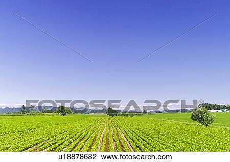 Stock Image - Blue Sky Over Field. Fotosearch