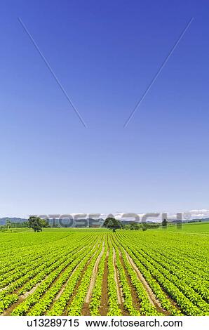 Blue Sky Over Field View Large Photo Image Stock Photography - Blue Sky Over Field. Fotosearch