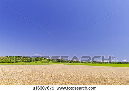 Blue Sky Over Wheat Field View Large Photo Image Stock Photography - Blue Sky Over Wheat Field. Fotosearch