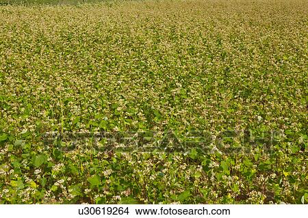 Picture - Buckwheat Field. Fotosearch