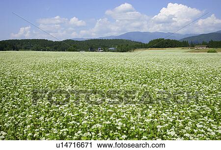 Stock Image - Buckwheat Field. Fotosearch