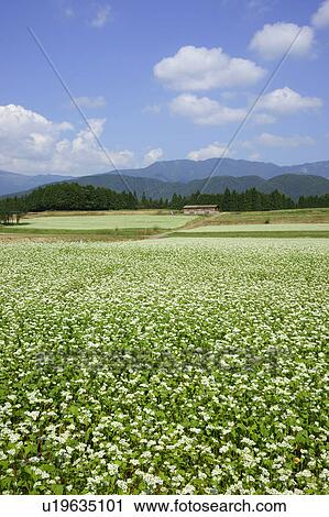 Stock Image - Buckwheat Field. Fotosearch