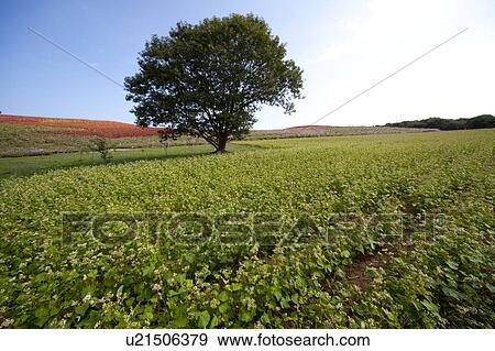 Stock Photo - Buckwheat Field. Fotosearch