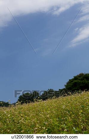 Stock Photograph - Buckwheat Field. Fotosearch
