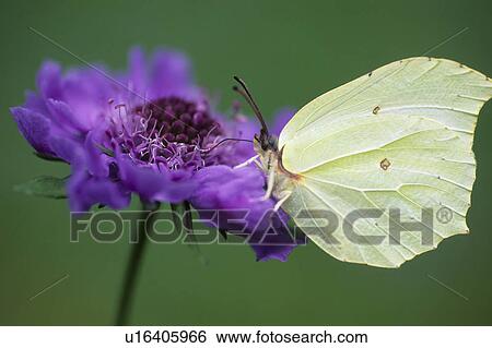 Stock Photograph - Butterfly on flower. Fotosearch