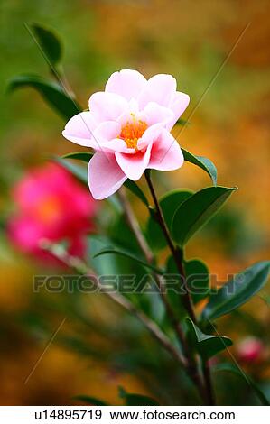 Stock Photo - Camelia Sasanqua Flowers. Fotosearch