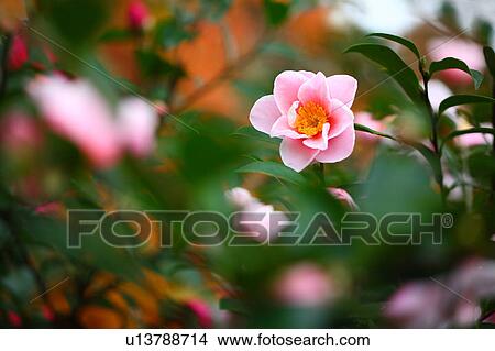 Picture - Camelia Sasanqua. Fotosearch