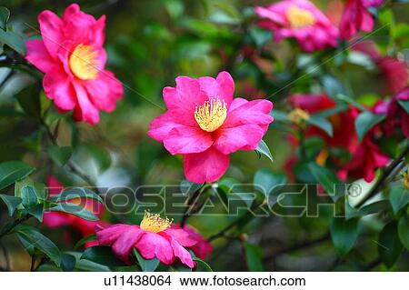 Picture - Camellia Hiemalis Flowers. Fotosearch