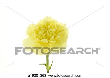 Carnation View Large Photo Image Stock Image - Carnation. Fotosearch