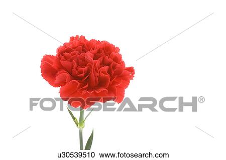 Stock Image - Carnation. Fotosearch