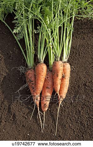 Stock Photo - Carrots. Fotosearch
